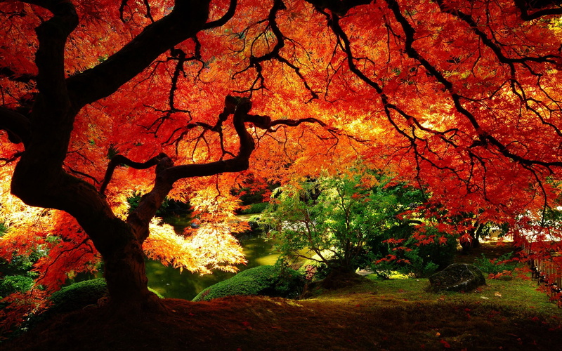 red leaves, red, nature, 2K