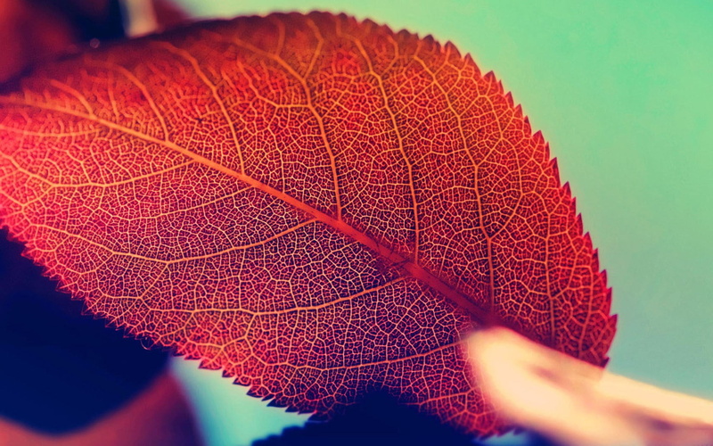 macro, leaf vein, leaf, change, natural pattern, autumn, outdoors, 720P, natural condition, beauty in nature, orange color, plant, vulnerability, selective focus