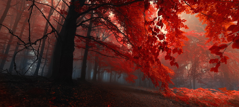 fantasy, landscape, horror, trees, vibrant Color, season, leaf, backgrounds, mystery, sunbeam, red, tranquility, scenics - nature, outdoors, branch, road
