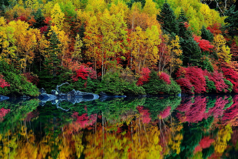 river, crimson, bushes, water, 1080P, autumn, trees, body, forest, leaves