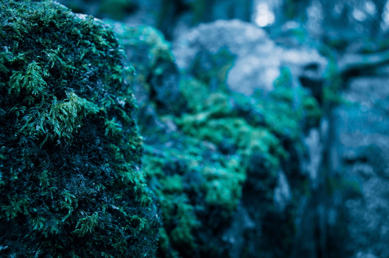 focus on foreground, sea life, trees, 4K, green color, solid, red, moss, no people, day, galway, turquoise colored, dusk, selective focus, outdoors, rock