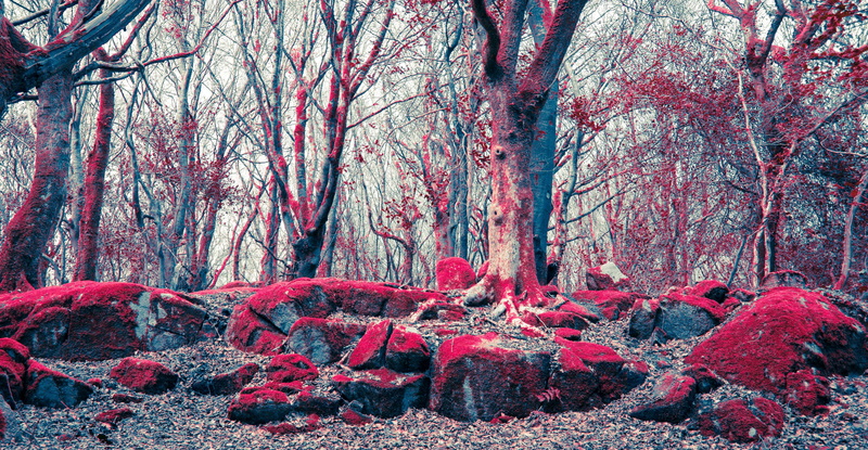 plant, branch, galway, forest, scenics - nature, change, 4K, autumn, barna, tree trunk, moss, outdoors, tranquility, no people, tree, trunk, woodland