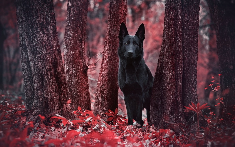 mammal, tree trunks, vertebrate, crimson, woodland, nature, foliage, pets, 1080P, land, the trunks of the trees, ruby, the crimson, German Shepherd, domestic
