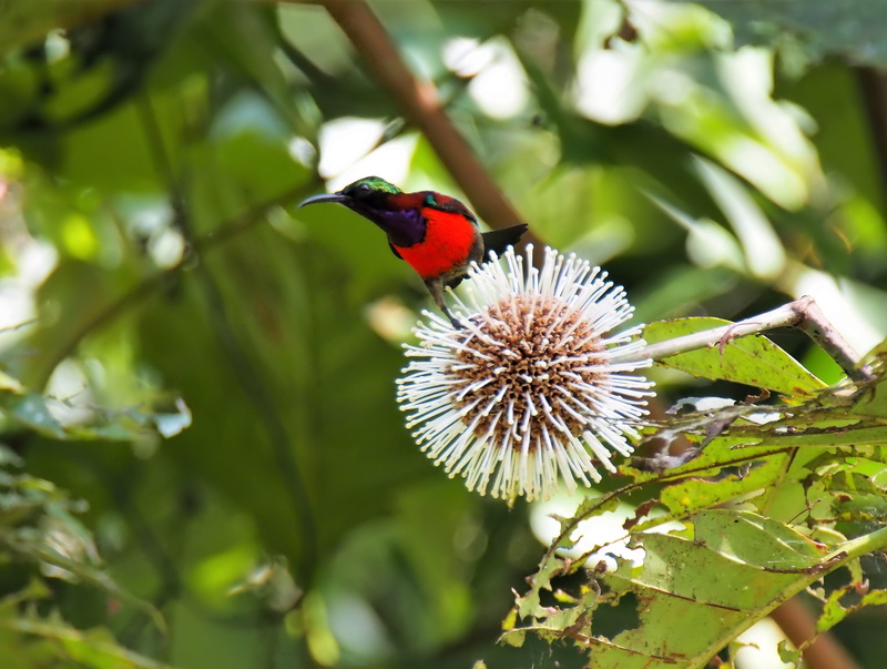 cute, wild, no people, one animal, crimson, tree, day, branch, flowering plant, 2K, outdoors, animal themes, perch, forest, bird, flower head, close-up