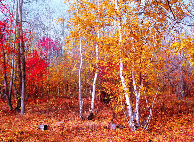 autumn collection, landscape, non-Urban Scene, vibrant Color, no People, outdoors, backgrounds, deciduous Tree, yellow, park - Man Made Space, idyllic
