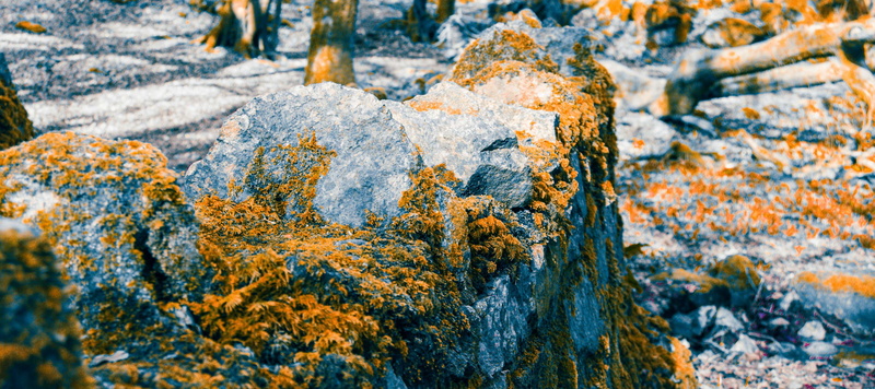 autumn, growth, tree, lichen, snow, solid, galway, plant, leaves, no people, beauty in nature, frost, moss, trees, orange, white, rock, winter, wall, rock - object