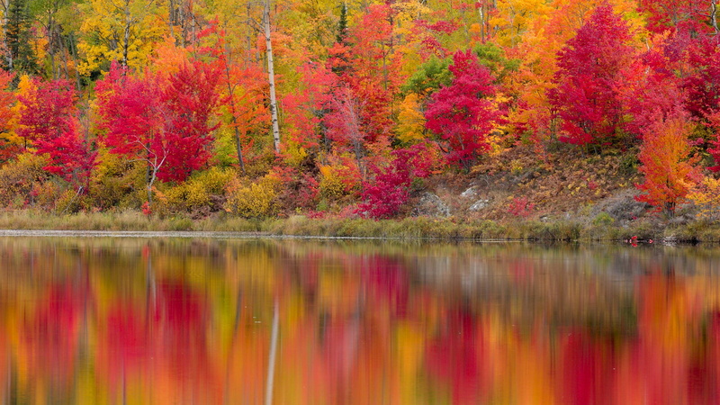 reflection, river, leaves, trees, the crimson, autumn, 1080P, shore, forest