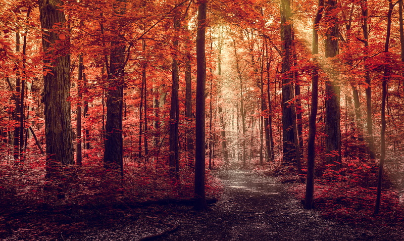 crimson, orange color, growth, road, outdoors, 1080P, plant, rays, light, change, non-urban scene, red, trunk, path, tranquility, nature, woodland, beauty in nature