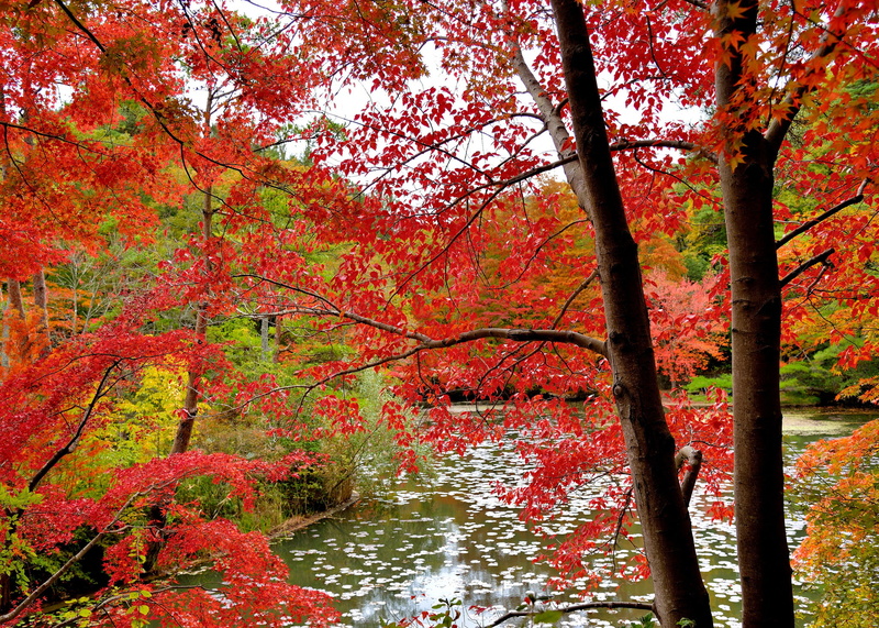 forest, 1080P, the crimson, leaves, water, trees, autumn