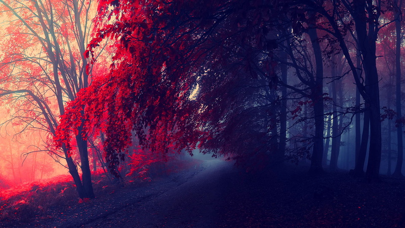 outdoors, fog, direction, 1080P, the way forward, forest, land, plant, scenics - nature, no people, tranquility, nature, autumn, red, leafed, trees, painting