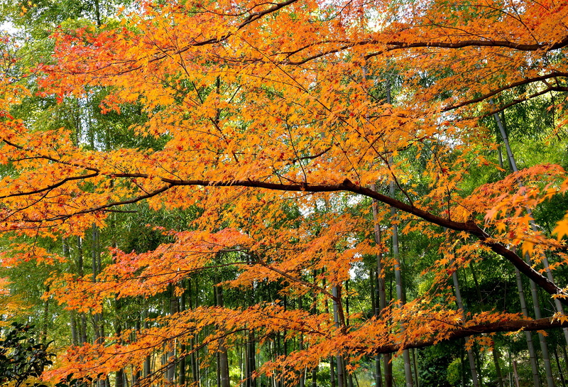 forest, autumn, trees, leaves, 1080P, the crimson
