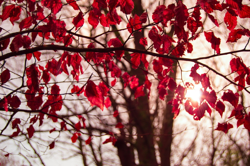 sunlight, red, 5K, fall, autumn, vines, crimson, leaves, branch, forest, nature, trees