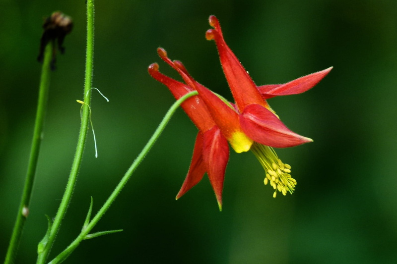 Forest, vulnerability, Sitka, 720P, nature, bloom, focus on foreground, blooming, green color, sitka columbine, no people, red, botany, close-up, freshness