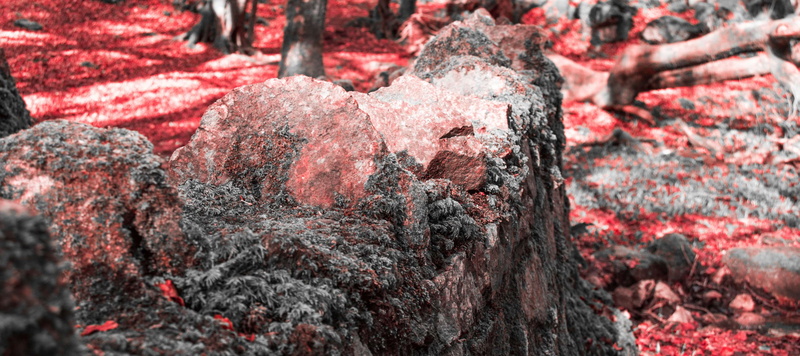 trunk, autumn, land, ireland, bark, close-up, wall, outdoors, galway, textured, growth, day, 4K, crimson, selective focus, plant, leaves, forest, focus on foreground