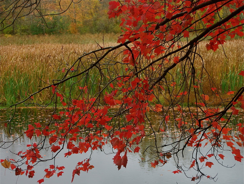 autumn, pond, leaves, forest, the crimson, 1080P, branch