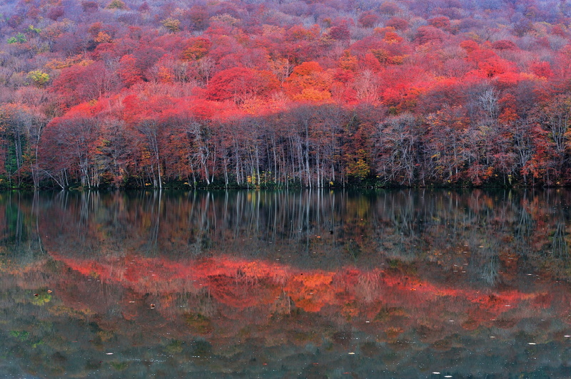 trees, forest, autumn, slope, the crimson, lake, 1080P, reflection