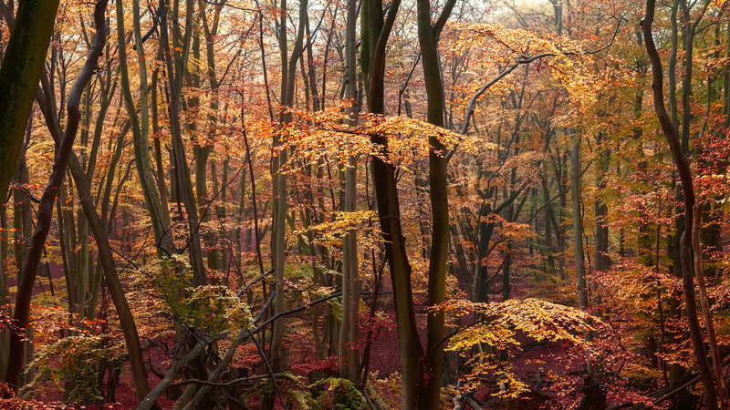 yellow leaves, forest, crimson, autumn, 1080P