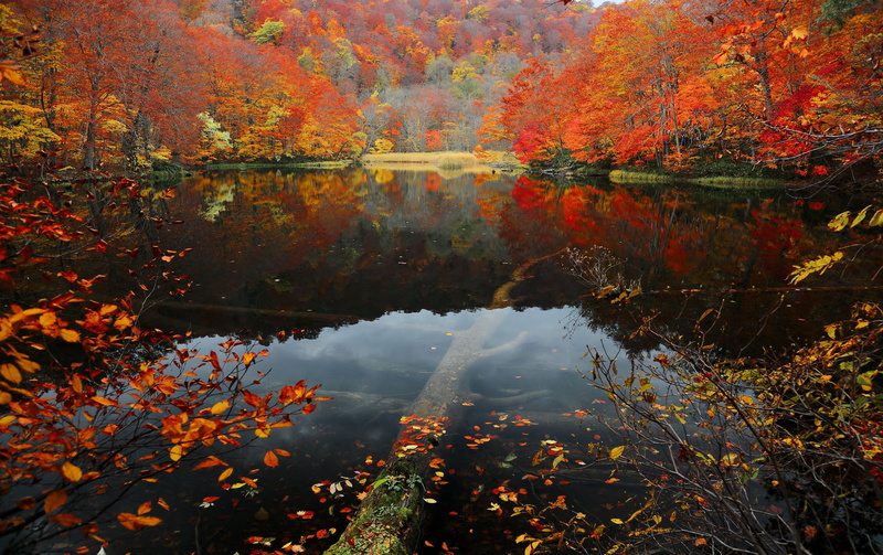 orange color, autumn collection, natural condition, the crimson, beauty in nature, plant part, body, maple leaf, water, tranquility, no people, growth