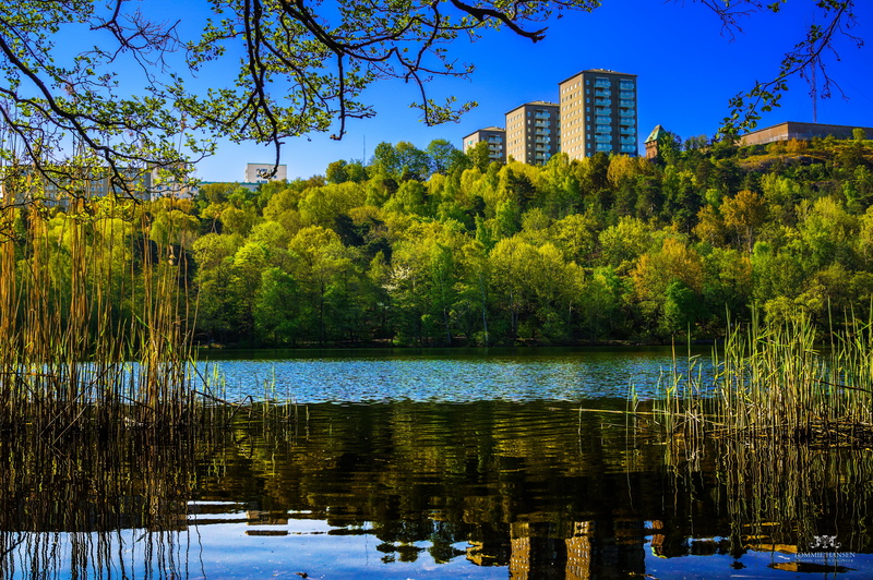 tree, Stockholm County, across, photo, 4K, city, water, Nature, lake, Green, buildings, South Stockholm, blue, body, outdoors, daytime, autumn, Landscape