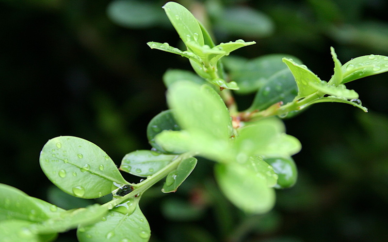 nature, 2K, leaves, plant, drop, macro, leaf, water, hd