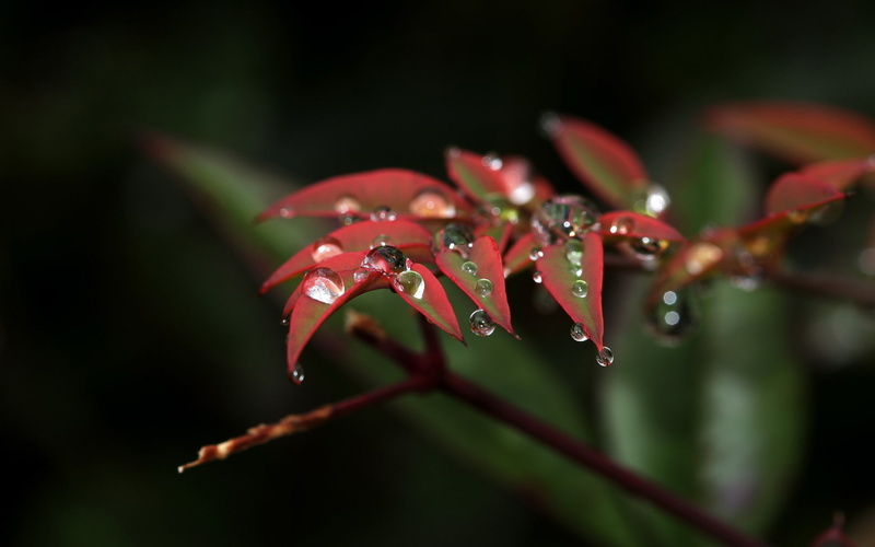 1080P, nature, hd, water, leaves, macro, drops