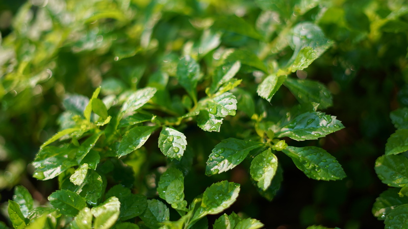 After, Leaves, Green, Plants, Drops, Water, 4K, Rain