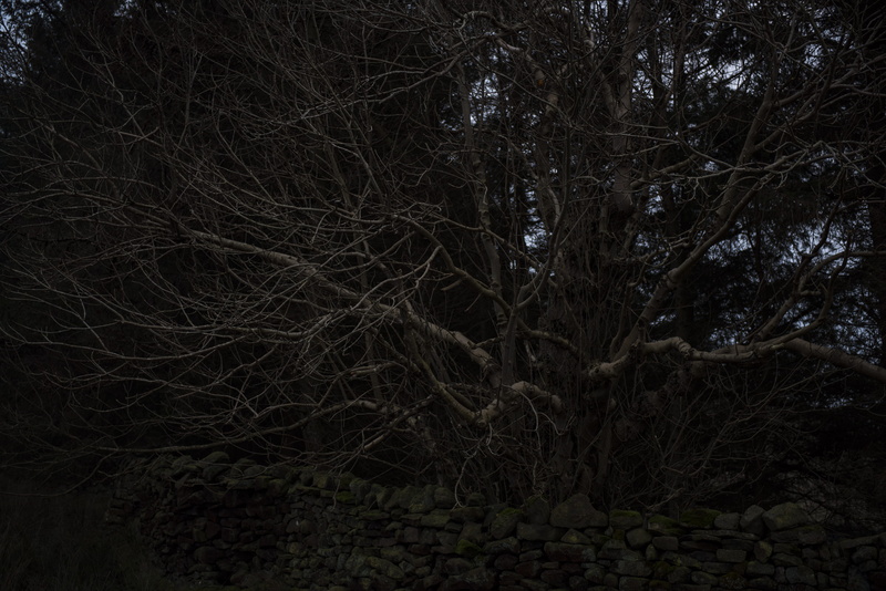 nature, mood, bare tree, january, forest, tranquility, beauty in nature, 5K, scenics - nature, tree, non-urban scene, sky, plant, trunk, woodland, dark