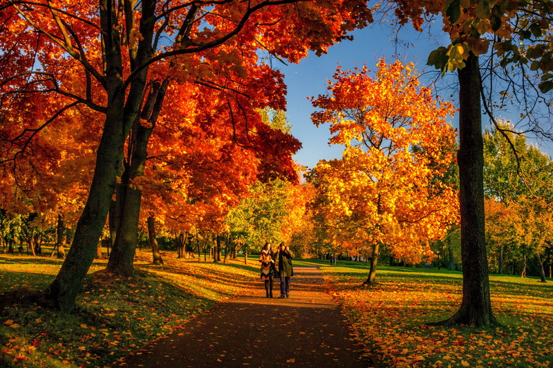sunrise, path, tree, couple, outside, sunny, colourful, day, tranquil scene, plant part, autumn, walk, leaves, leaf, september, park, warm, plant, landscape