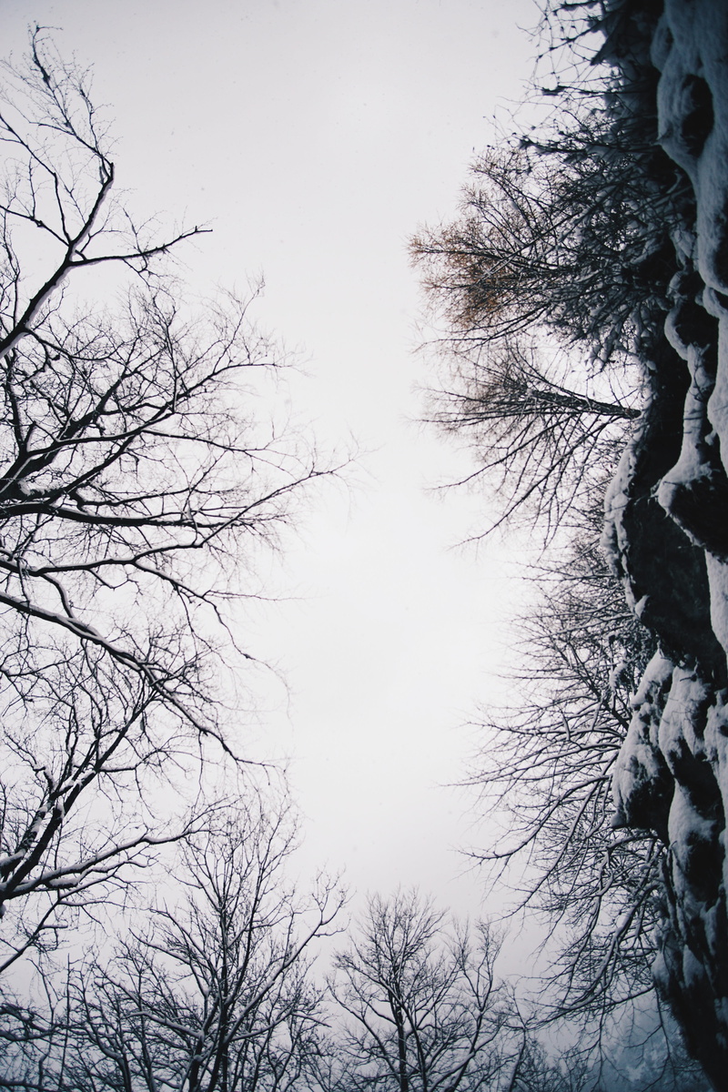 sky, winter, beauty in nature, mountains, bare tree, tree, neuschwanstein castle, scenics - nature, cold temperature, branch, frozen, 5K, tranquility