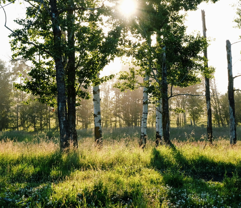 tree, sun, tranquil scene, tree trunk, bright, 2K, sky, outdoors, bison loop road, environment, warm, plant, colour, growth, day, lens flare, canada, no people