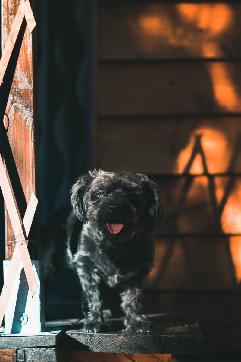 50mm, domestic, looking at camera, dog, animal themes, doggy, domestic animals, summer, small, focus on foreground, one animal, architecture, mammal, winter