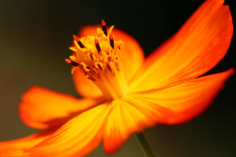Flower, colorful, single Flower, Bloom, warm colours, Blossom, Canon, flickr, glow, EOS, Extraordinary, petal, amazing, nature, beauty In Nature, extreme