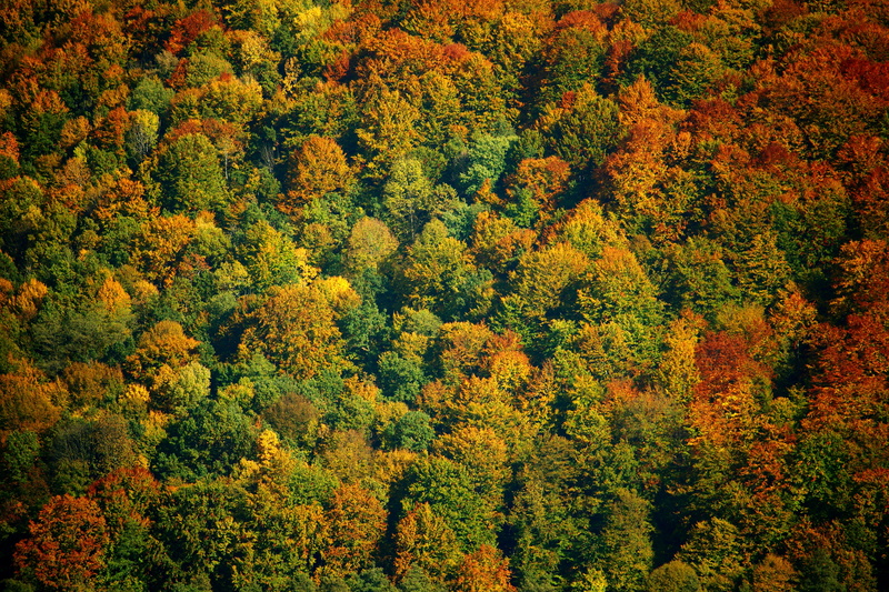 growth, forest, non-urban scene, colorfull, no people, yellow, 5K, autumn, pattern, change, autumn forest, plant, landscape, colored leaves, leaves, autumn colours