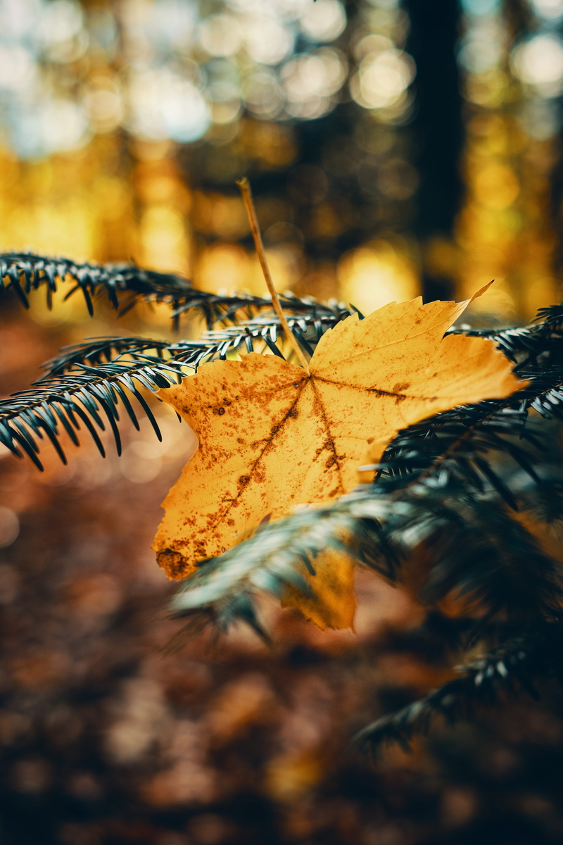 sunlight, maple leaf, veins, plant, plant part, no people, selective focus, fragility, leaves, change, beauty in nature, dried, warm, germany