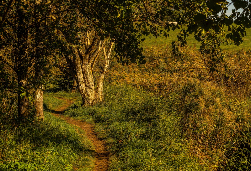 growth, of course, environment, background, tree, green, nature, idyllic, tranquility, scenics - nature, outdoors, direction, tranquil scene, beauty in nature