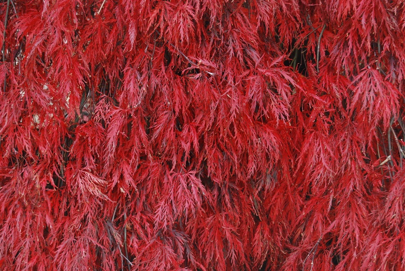 large group of objects, close-up, full frame, high angle view, no people, bright, freshness, outdoors, still life, abundance, red chili pepper, wool, day