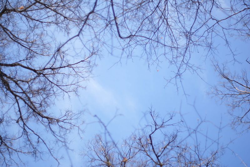 russia, blossom, warm, spring, silhouette, moskva, outdoors, winter, 4K, branch, day, bloom, tranquility, season, scenics - nature, danwhale, sun, plant