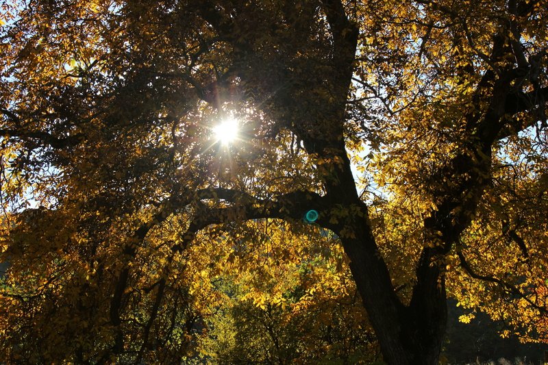 tree trunk, plant, walnut, tree canopy, nature, magic, warm, 5K, tree, outdoors, beauty in nature, sunbeam, forest, trunk, autumn leaves, branch, low angle view