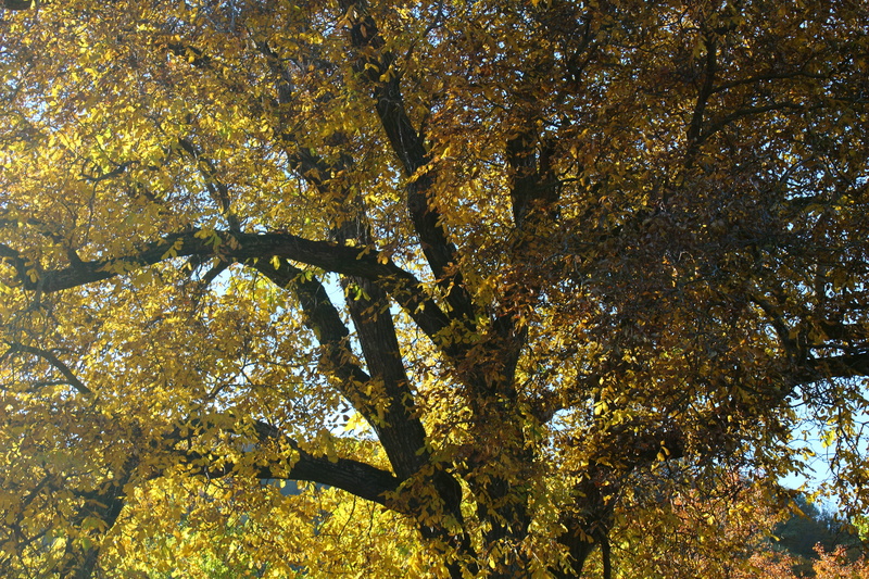 autumn collection, autumn leaves, autumn, colored leaves, 5K, sunlight, mood, fall, full frame, beauty in nature, branch, low angle view, no people, walnut leaves
