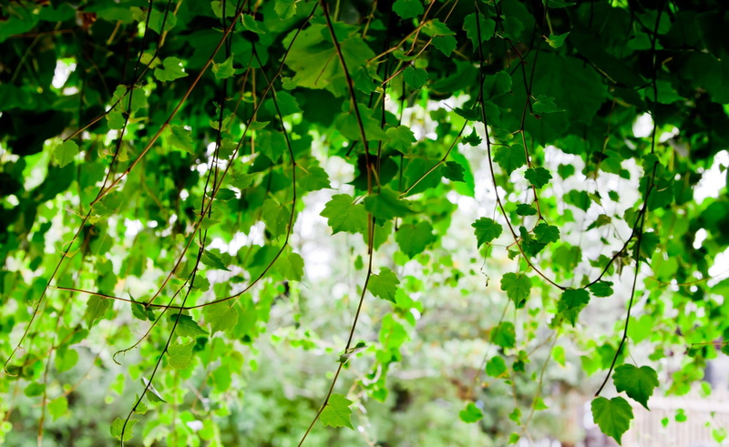 fragility, leaf, outdoors, depth of field, plant part, leaves, vines, sunlight, no people, growth, flowering plant, green color, freshness, plant, beauty in nature