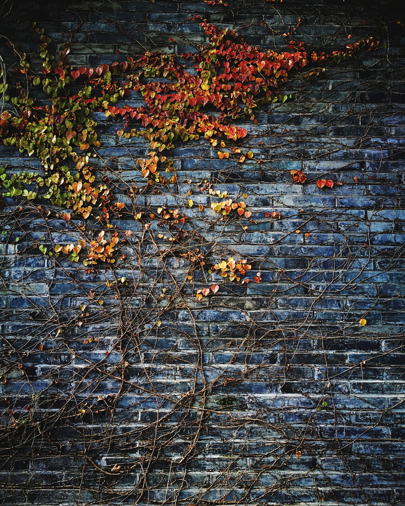 lake, beauty in nature, autumn, plant, outdoors, bricks, public domain, branch, Wall, leaf, day, 2K, no people, abstract, nature, high angle view, water