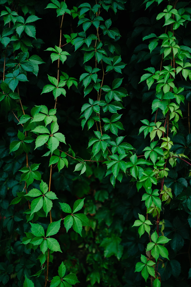 grapes, leaves, plant, vine, 4K, green