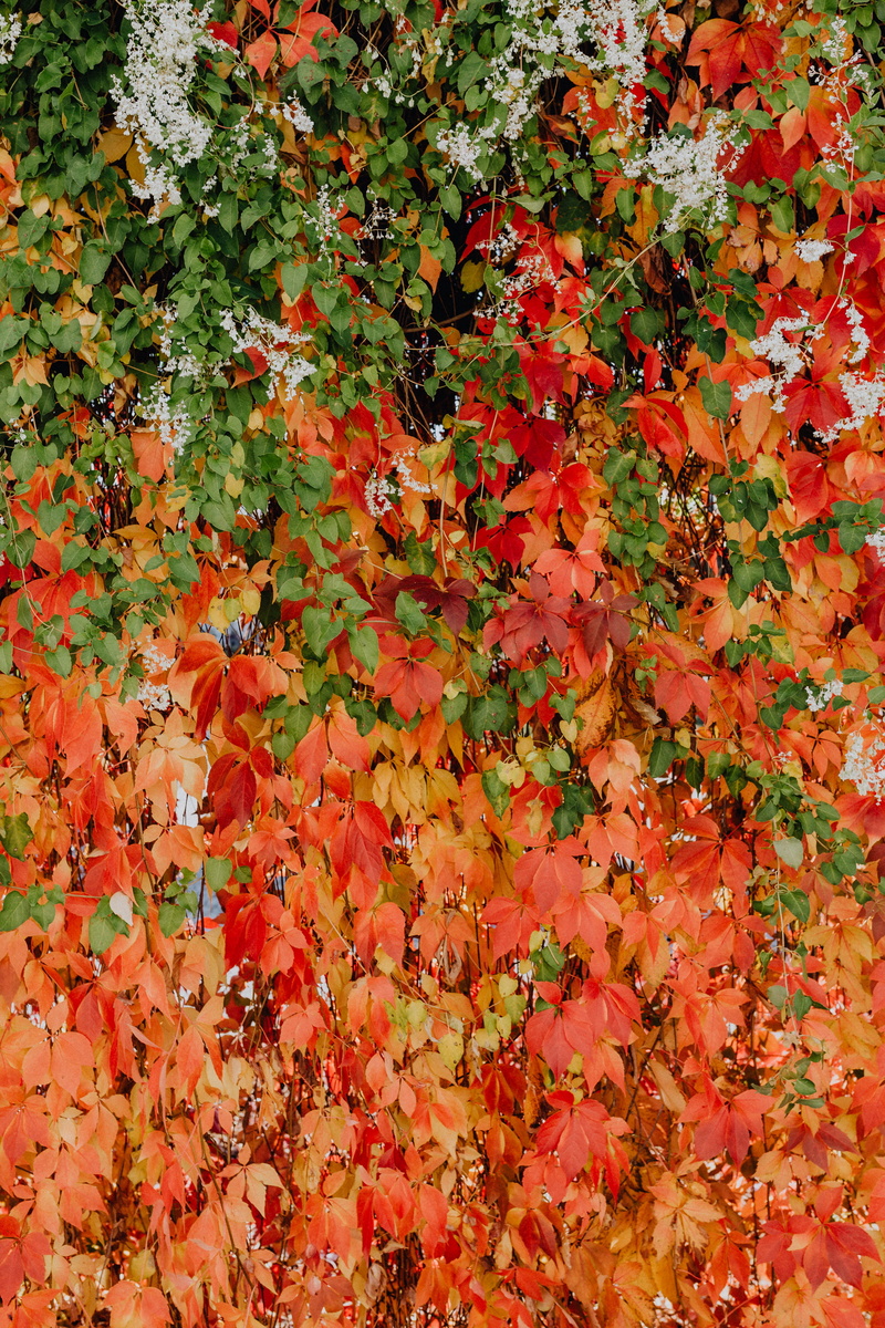 vulnerability, orange color, backgrounds, abundance, leaves, 5K, natural condition, autumn, red, full frame, close-up, vines, colorful, day, outdoors