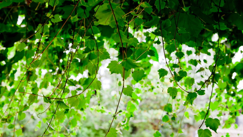 vines, nature, leaves, hd, 1080P