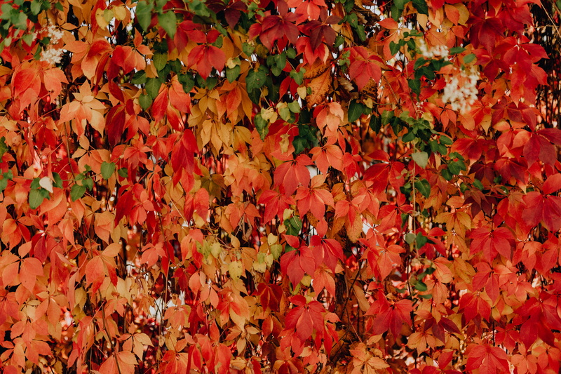 nature, colorful, natural condition, dry, change, abundance, autumn collection, autumn, day, vines, outdoors, maple leaf, fragility, vulnerability, beauty in nature