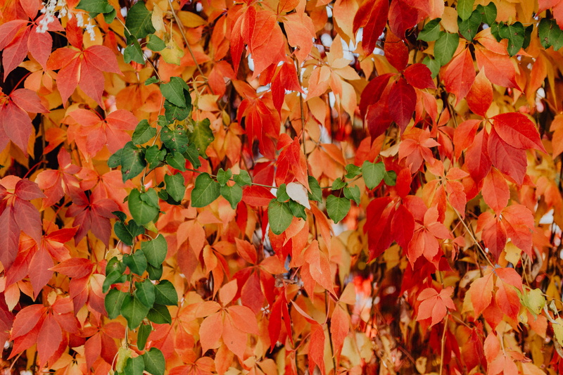 fall, abundance, no people, plant part, close-up, day, orange color, natural condition, vines, autumn, colorful, nature, tree, full frame, red, park, maple leaf
