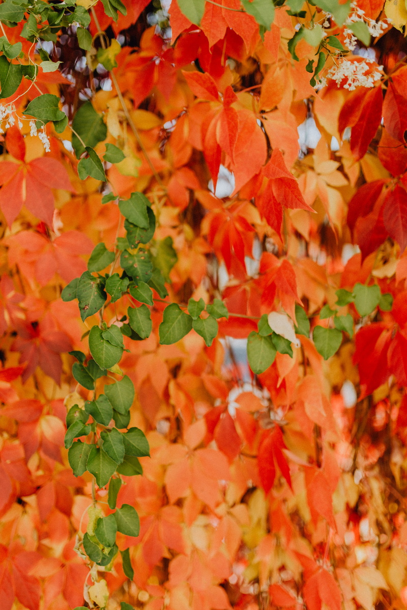 nature, leaves, autumn, no people, outdoors, full frame, tree, close-up, plant, change, beauty in nature, natural condition, red, colorful, food, freshness
