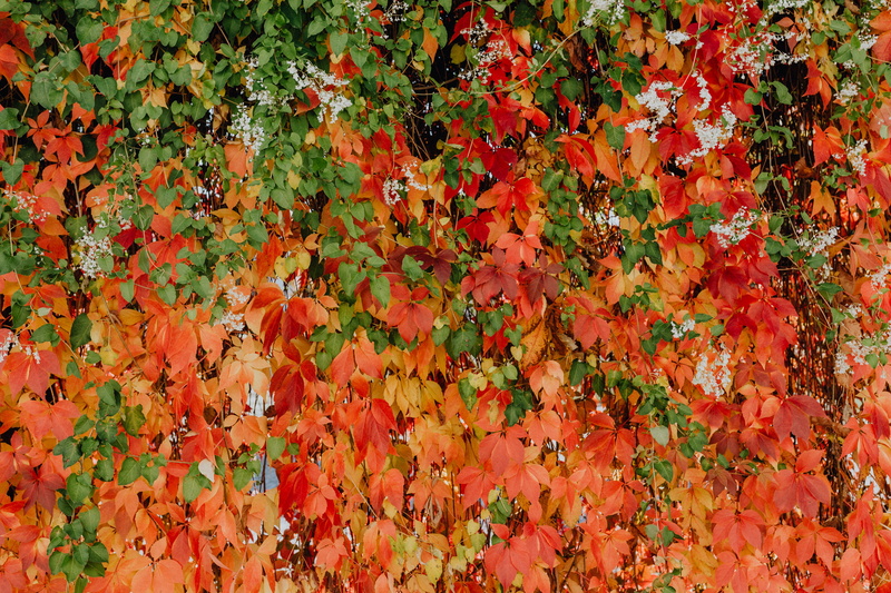 autumn, field, vines, orange color, plant part, leaves, ivy, abundance, growth, plant, maple leaf, full frame, natural condition, nature, park, beauty in nature