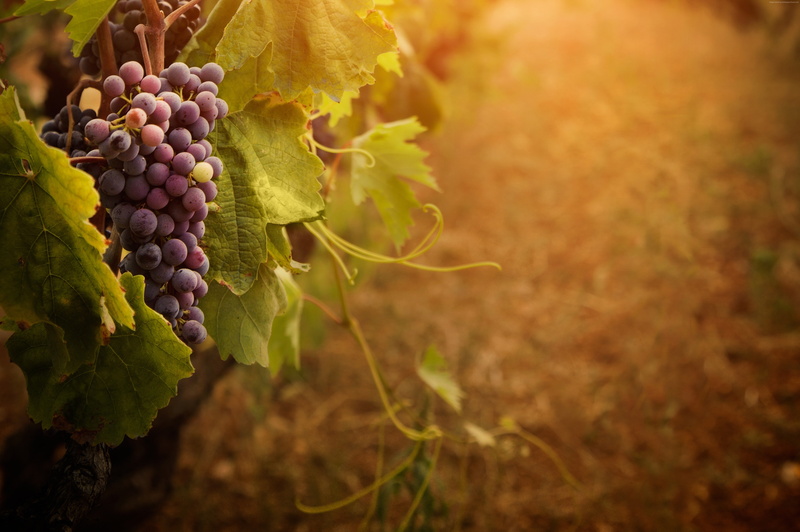 bunch, 5K, leaves, Red grapes