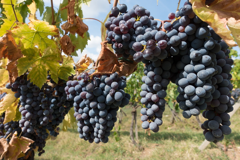 rural Scene, chianti, autumn, tree, plantation, healthy eating, hanging, organic, vineyard, agriculture, farm, italy, winemaking, wine, outdoors, freshness